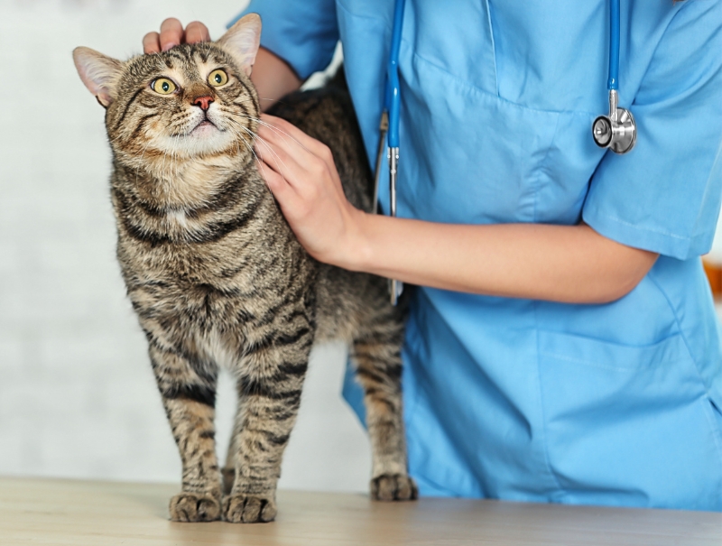 Veterinary Jobs in Corinth