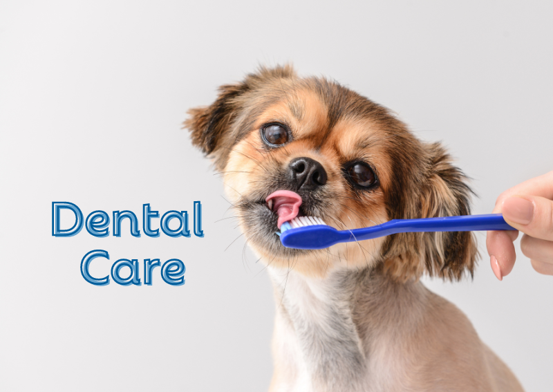 Carousel Slide 1: Ask our vets why routine dental exams are important for your pet!